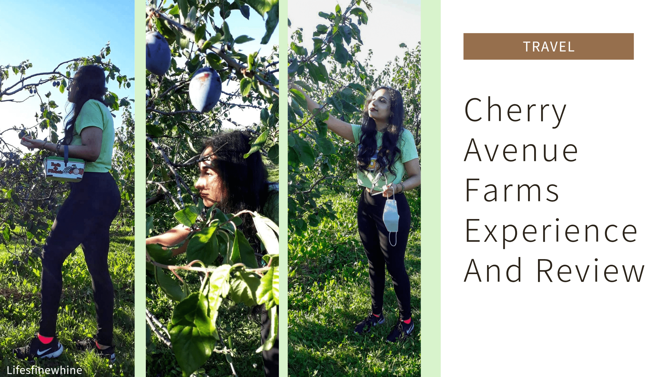 Cherry Avenue Farms Experience/Review