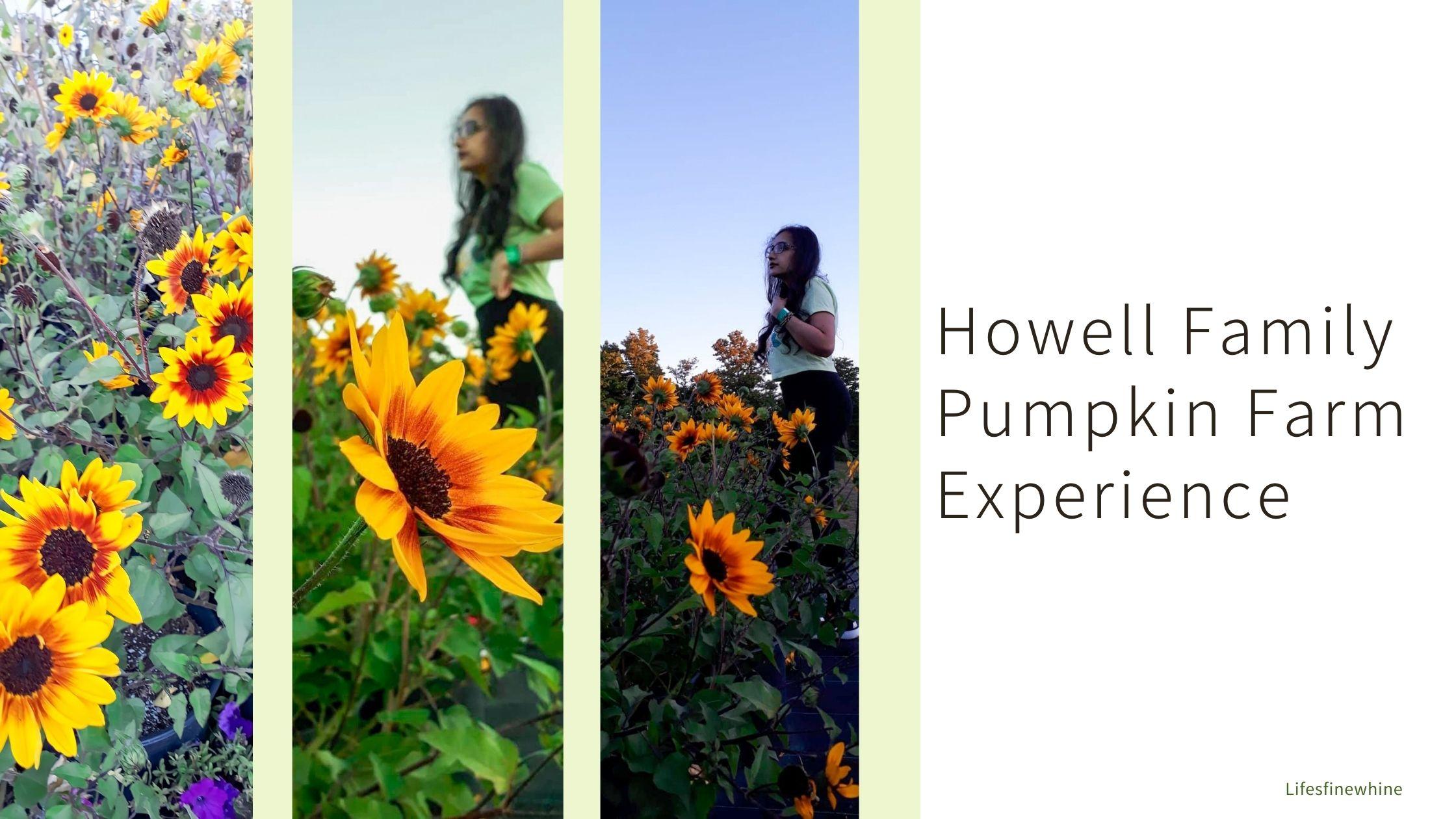 Howell Family Pumpkin Farm- Sunflower Field Experience