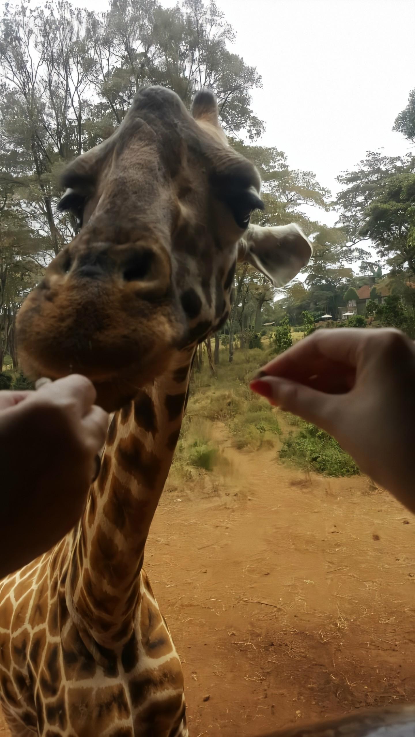 Giraffe Park Nairobi Kenya